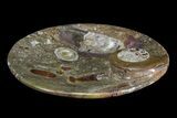 Round Fossil Goniatite Dish #73988-2